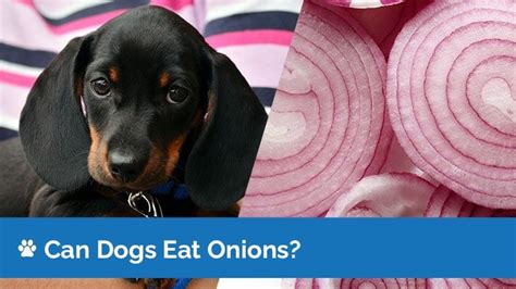 Can Dog Eat Onion